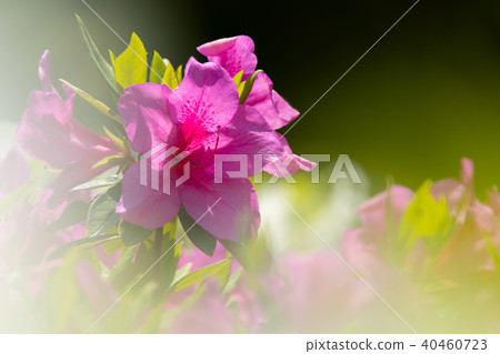 淺粉紅色的杜娟花特寫鏡頭和拷貝空間 40460723