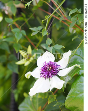 Clematis Florida Clematis Florida 40460811