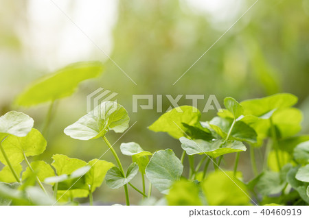Gotu kola,Asiatic pennywort,Indian pennywort  40460919