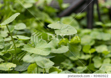 Gotu kola,Asiatic pennywort,Indian pennywort  40460922