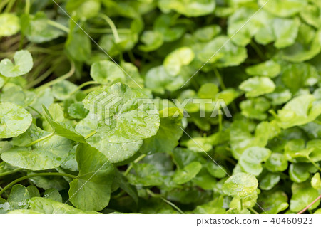 Gotu kola,Asiatic pennywort,Indian pennywort Gotu kola,Asiatic pennywort,Indian pennywort 40460923