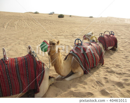 Camel ride Camel ride 40461011