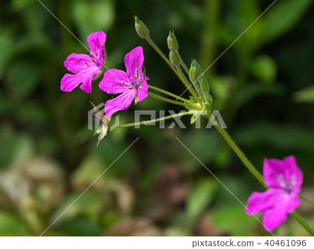 Erodium dark pink flower Erodium dark pink flower 40461096