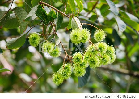 Young rambutan fruit on tree Young rambutan fruit on tree 40461156