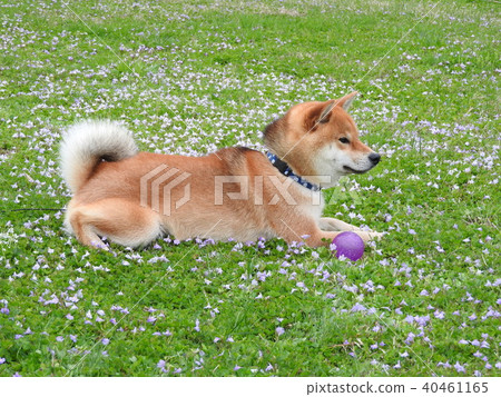 Shiba Inu 40461165