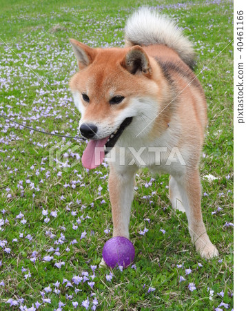 Shiba Inu 40461166