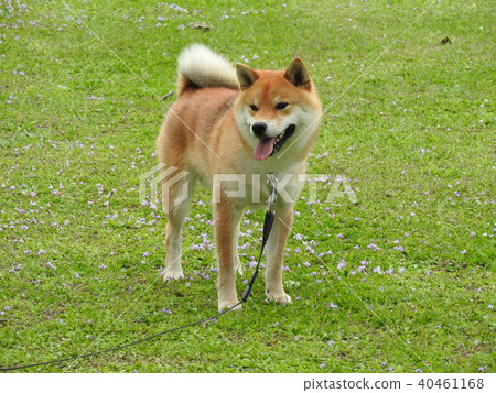 Shiba Inu 40461168