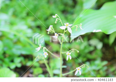 Yukinoshita flower 40461183