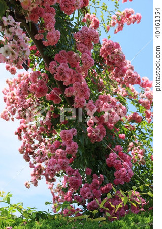 Full bloom 40461354