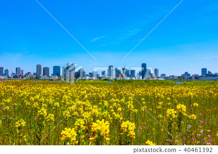 A skyscraper town in Osaka Umeda and a wild flower A skyscraper town in Osaka Umeda and a wild flower 40461392