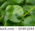 Close up of a leaf of Gotu Collage, Asiatic pennyw 40461644