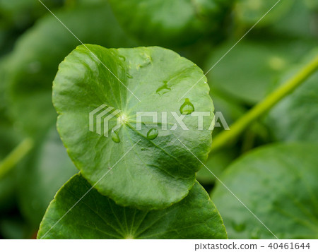 Close up of a leaf of Gotu Collage, Asiatic pennyw Close up of a leaf of Gotu Collage, Asiatic pennyw 40461644