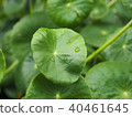 Close up of a leaf of Gotu Collage, Asiatic pennyw 40461645