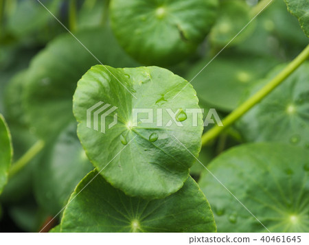 Close up of a leaf of Gotu Collage, Asiatic pennyw Close up of a leaf of Gotu Collage, Asiatic pennyw 40461645