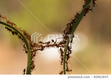 Ant action standing.Ant bridge unity team Ant action standing.Ant bridge unity team 40461647