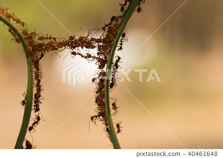 Ant action standing.Ant bridge unity team Ant action standing.Ant bridge unity team 40461648