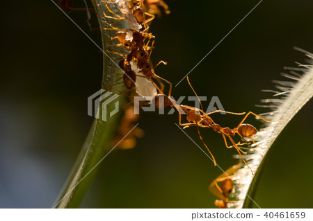 Ant action standing.Ant bridge unity team Ant action standing.Ant bridge unity team 40461659