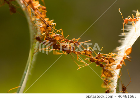 Ant action standing.Ant bridge unity team Ant action standing.Ant bridge unity team 40461663