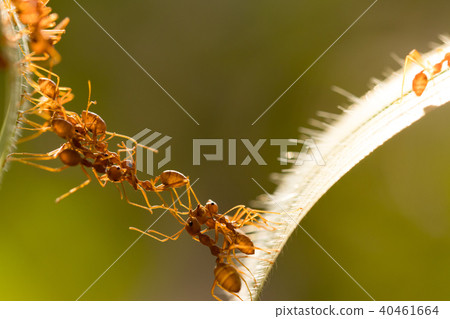 Ant action standing.Ant bridge unity team Ant action standing.Ant bridge unity team 40461664
