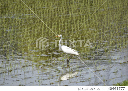 Kosagi在農村 40461777