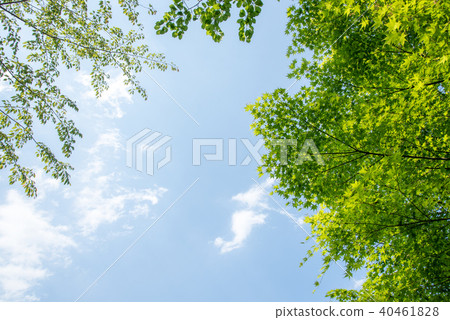 生動的新綠色和藍天拷貝空間 40461828