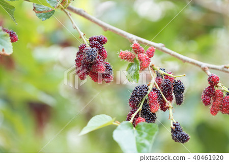 mulberry fruit on tree mulberry fruit on tree 40461920
