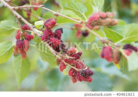 mulberry fruit on tree 40461921