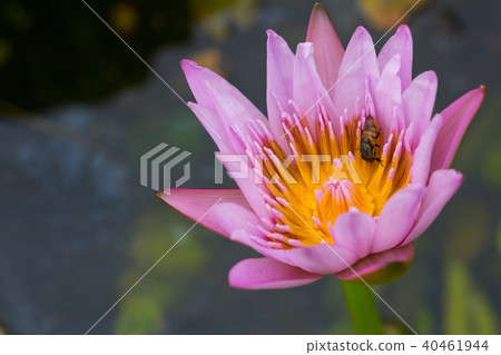 water lily flower (lotus) , The lotus 40461944