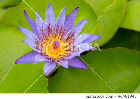 water lily flower (lotus) , The lotus 40461945