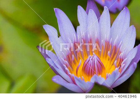 water lily flower (lotus) , The lotus 40461946
