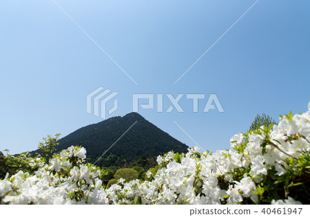 Flower and Omi Fuji 40461947