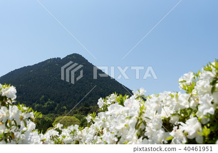 花和近江富士 花和近江富士 40461951
