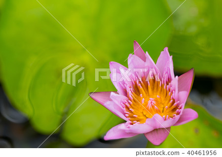water lily flower (lotus) , The lotus 40461956