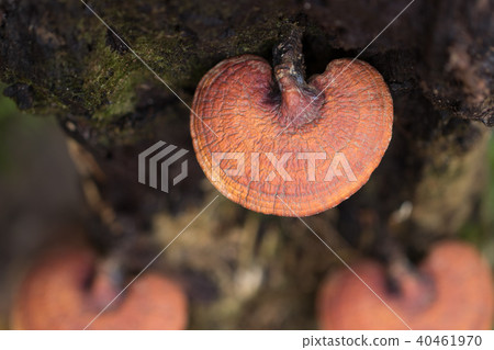 Lingzhi mushroom growing on trees,Herb plant  40461970