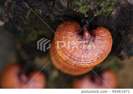 Lingzhi mushroom growing on trees,Herb plant Lingzhi mushroom growing on trees,Herb plant 40461971