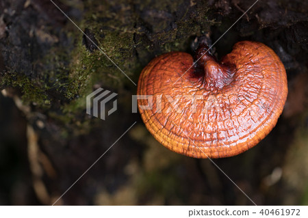 Lingzhi mushroom growing on trees,Herb plant Lingzhi mushroom growing on trees,Herb plant 40461972