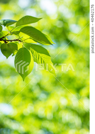 Fresh green and transparent light of leaf cherry 40462176