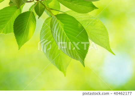 Fresh green and transparent light of leaf cherry 40462177