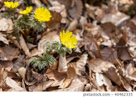 Flower that tells spring 40462335