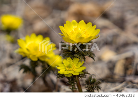 Flower that tells spring Flower that tells spring 40462338