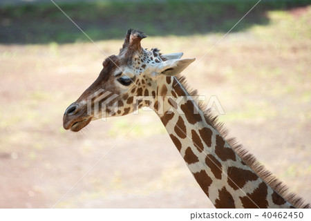 Giraffe  40462450