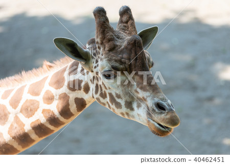 Giraffe  40462451