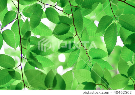 Aiba of early summer Aiba of early summer 40462562