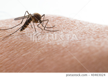 Aedes aegypti Mosquito. Close up a Mosquito 40463024