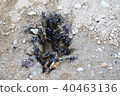 一群螞蟻 40463136