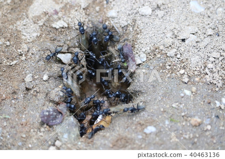 一群螞蟻 40463136