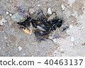 一群螞蟻 40463137