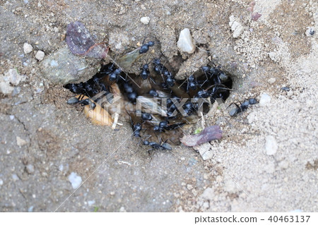 一群螞蟻 40463137