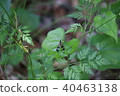 昆蟲 40463138