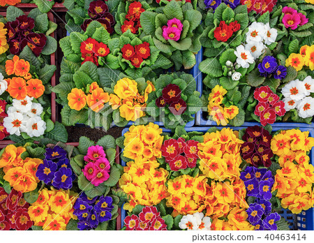 Multicolor primula background 40463414